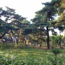 지천솔밭 이미지