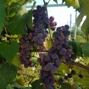 백마농장3 이미지