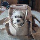 하대원공설시장 | [성남 모란 애견운동장] 모란역 수도권 실내애견카페 및 천연잔디 실외운동장이 잘 되어있는 '라드독'