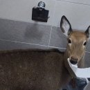 노루 화장실 이미지