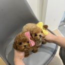 앨리스코리아켄넬 이미지