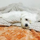 백제불한증막인삼사우나 이미지