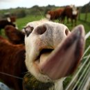 뉴질랜드, 농민 반발에 가축에 '트림세' 폐지 이미지