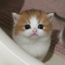 핑크젤리캐터리 이미지