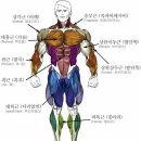 각 부위별 근육의 명칭과 특징 설명 이미지