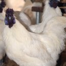 닭키우는 회장님 이미지