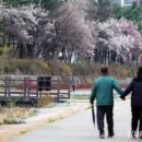 당현천 벚꽃음악회 이미지