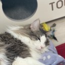 영종H동물의료센터 이미지