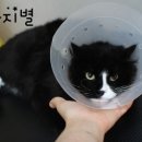 운정 숲 고양이호텔 이미지