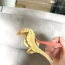 도연이네 민박 이미지