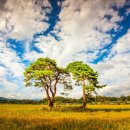 소나무풍경 이미지