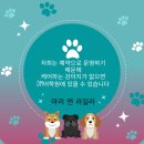 마리 앤 라일라 1대1 애견호텔 애견데이케어 이미지