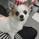 팬더애견샵 이미지