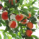 수광농장 이미지