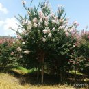 뒷동산농원 이미지