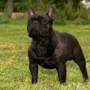 패밀리독 이미지