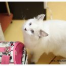 그루밍 루니 이미지