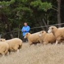 칠곡양떼목장 이미지