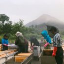 민두벌꿀 이미지