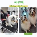 군자애견 이미지