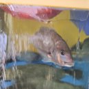 선유도밥상 이미지