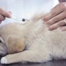 내동동물약국 이미지