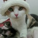 지오마켓 이미지