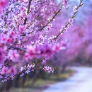 향기4로,향기5로 이미지