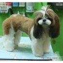 도토리 펫살롱 이미지