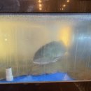 쭈아리 | 김해 초밥맛집 맛,서비스, 가격 모두 갖춘 고품격인 “김영태스시”