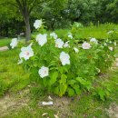 산정만리 78 캠프 2의 광풍 시조/반산 한상철 이미지