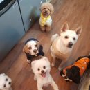 돈워리퍼피 이미지