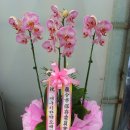 영대약업사 이미지