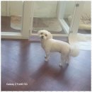 우리 애견 미용실 이미지