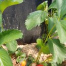 가온누리농장 이미지