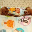 이불 속 댕댕이 이미지