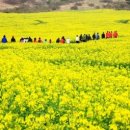 유채하우스 이미지