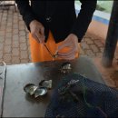 Phu Quoc 이야기 5. Pearl Factory , Noc Mam &amp; Black Pepper Farm 이미지