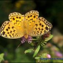 제주 물장오리오름 이미지