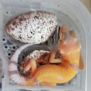 해즐링