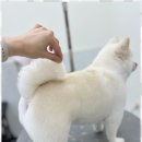 배곧애견샵 네이버블로그