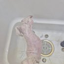 허니도그 이미지