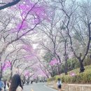 대구 이월드 벚꽃 블라썸 피크닉 벚꽃명소 포토존 정리 추천