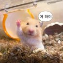 [대천 카페] Have it 후기