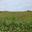 상모리-17 이미지