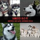 강아지삼촌 이미지