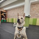 디오네 도그케어 이미지