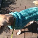 미드미동물병원 | [강동구 동물병원추천] 강아지 암컷 중성화 수술 후기 (미드미 동물병원)