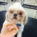 Fall in dog 이미지