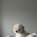 순수 동물병원 | 똥꼬발랄 꼬똥이랑 예방접종 맞으러 가기 ! 청주 강아지 동물병원 후기!